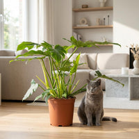 Green boutiQ - Kamerplant - Philodendron - Philodendron Lacerum - Groen - Weinig onderhoud - 1 Plant - Pot 19cm - Hoogte 65cm