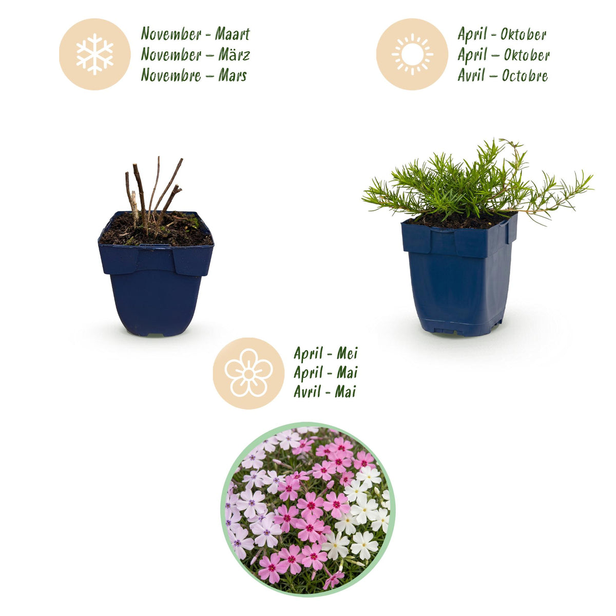 Green boutiQ - Stauden - Phlox Tricolour - Flammenblume - Bodendeckend - Violett - Rosa - Weiß - 12 Pflanzen - Topf 11cm - Höhe 15-25cm