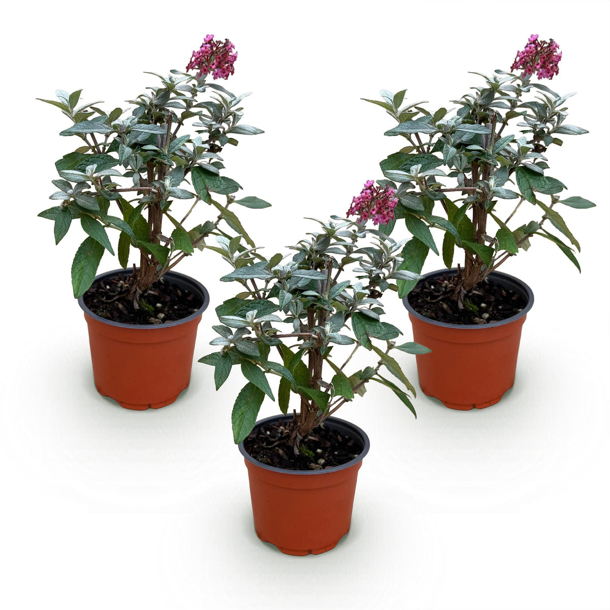 Green boutiQ - Tuinplant - Buddleja davidii Butterfly Candy Little Ruby - Vlinderstruik - Compact - Rood - 3 Planten - Pot 12cm - Hoogte 20-25cm