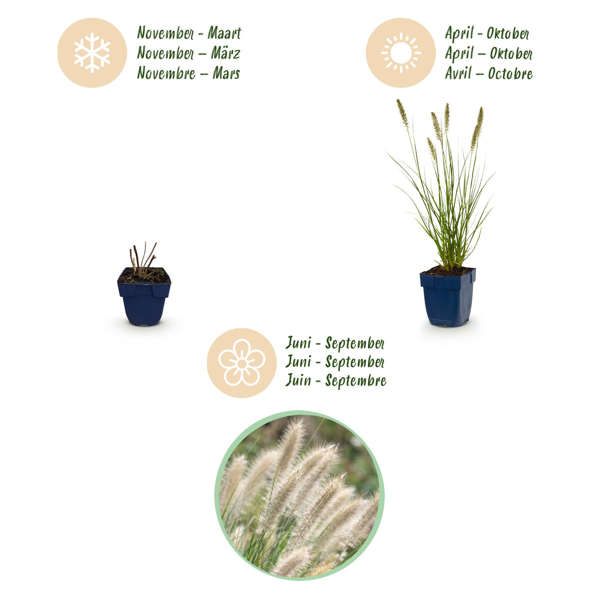 Green boutiQ - Grasses - Pennisetum alop. Hameln - Fountain Grass - With Plume - Green - 12 Plants - Pot 11cm - Height 15-25cm