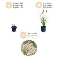 Green boutiQ - Grasses - Pennisetum alop. Hameln - Fountain Grass - With Plume - Green - 12 Plants - Pot 11cm - Height 15-25cm
