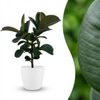 Green boutiQ - Zimmerpflanze - Gummibaum - Ficus Elastica Cloe - Grün - Pflegeleicht - 1 Pflanze - mit Topf Weiß - Topf 19cm - Höhe 65cm
