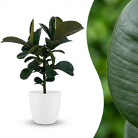 Green boutiQ - Kamerplant - Rubberplant - Ficus Elastica Cloe - Groen - Weinig onderhoud - 1 Plant - met Potter Wit - Pot 19cm - Hoogte 65cm