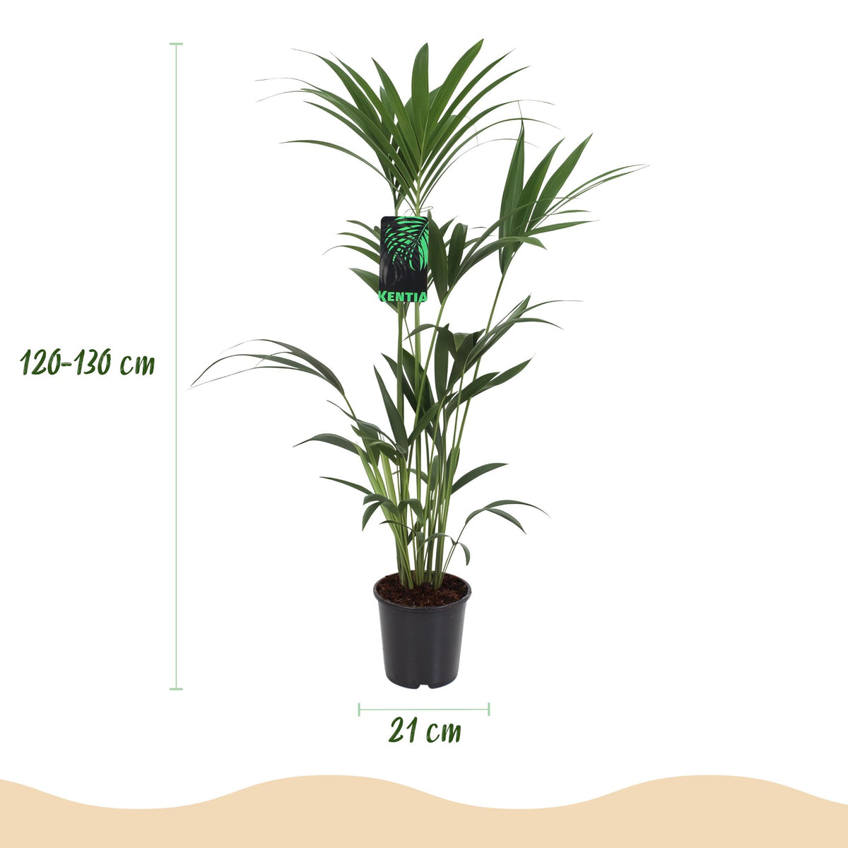 Green boutiQ - Plante d'intérieur - Howea Forsteriana - Palmier Kentia - Peu d'entretien - Vert - 1 Plante - avec Panier - Pot 21cm - Hauteur 120-130cm