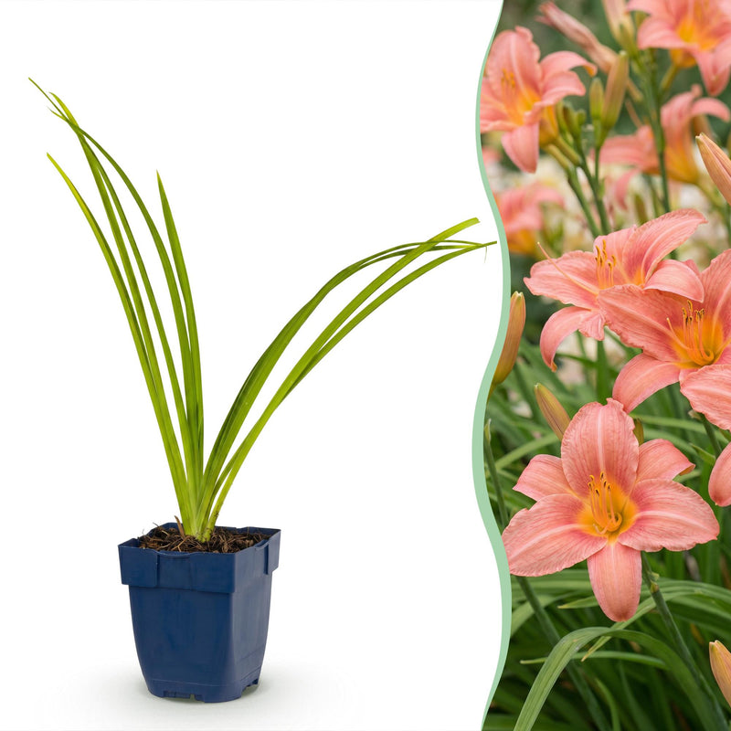 Green boutiQ - Vasteplant - Hemerocallis Pink Damask - Daglelie - Bijen en Vlinderlokkers - Roze - 12 Planten - Pot 11cm - Hoogte 15-25cm