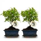 Bonsai Kugelform Baum - 2 Stück - Höhe: 25-30 cm (Keramik-Mix)