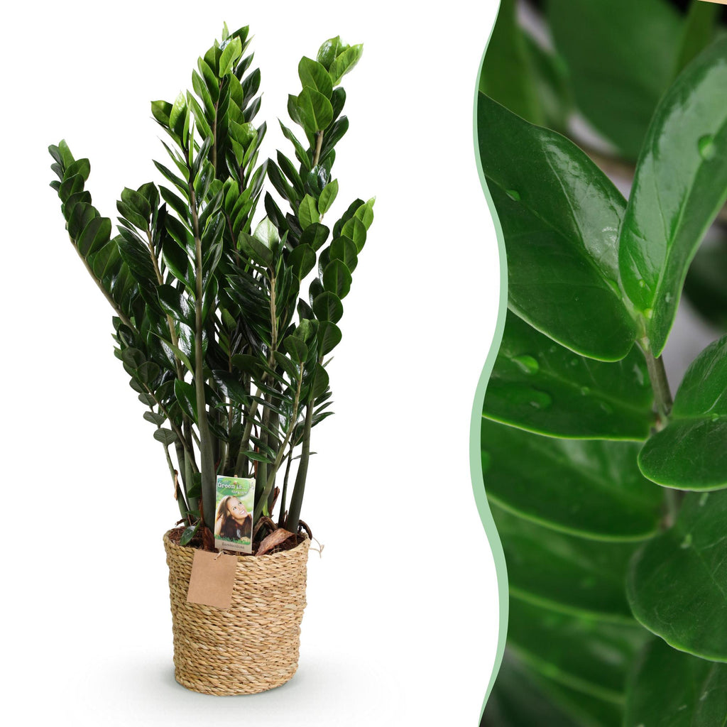 Green BoutiQ - Green is... Plantes d'intérieur - Zamioculcas - Plante ZZ - Peu d'entretien - avec panier - Vert - 1 plante - Pot 21cm - Hauteur 80-90cm