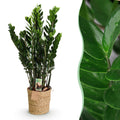 Green BoutiQ - Green is... Plantes d'intérieur - Zamioculcas - Plante ZZ - Peu d'entretien - avec panier - Vert - 1 plante - Pot 21cm - Hauteur 80-90cm