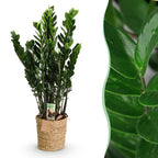 Green BoutiQ - Green is... Plantes d'intérieur - Zamioculcas - Plante ZZ - Peu d'entretien - avec panier - Vert - 1 plante - Pot 21cm - Hauteur 80-90cm