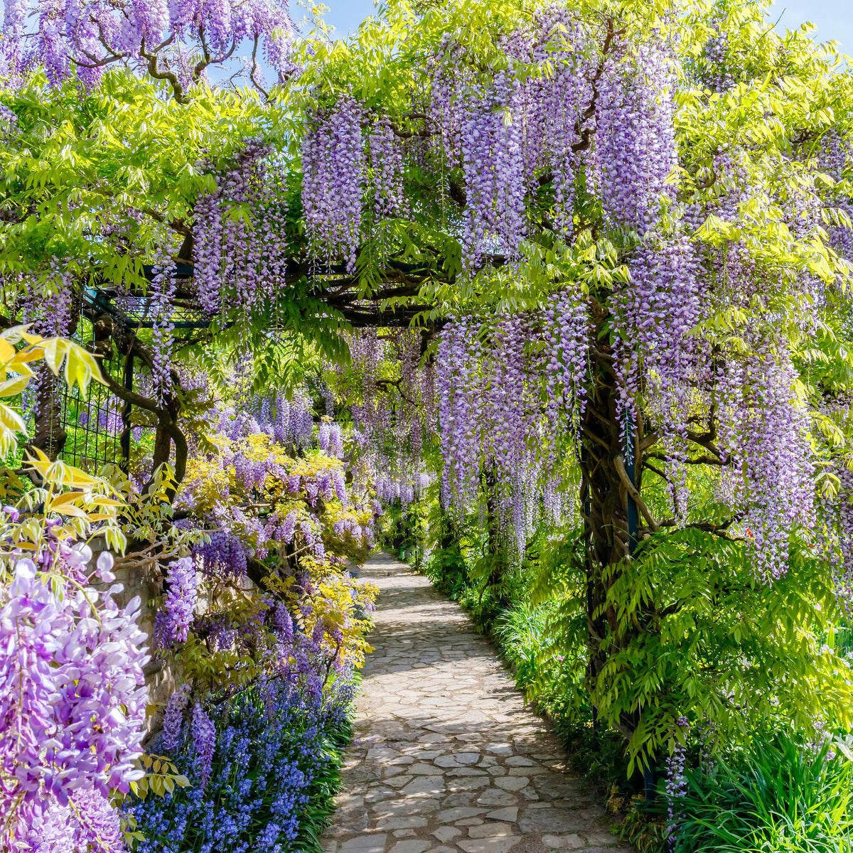 Green boutiQ - Glycine - Wisteria floribunda Prolific - Fleur bleue - 1 plante - Pot 11cm Hauteur 40cm