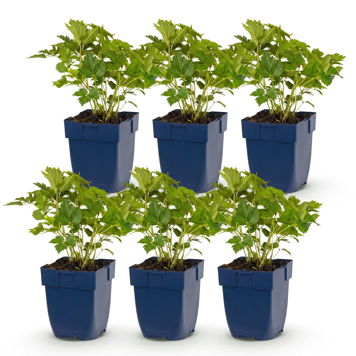Green boutiQ - Plante vivace - Astilbe chin. Pumila - Astilbe - Ombre - Violet - 6 Plantes - Pot 11cm - Hauteur 15-25cm