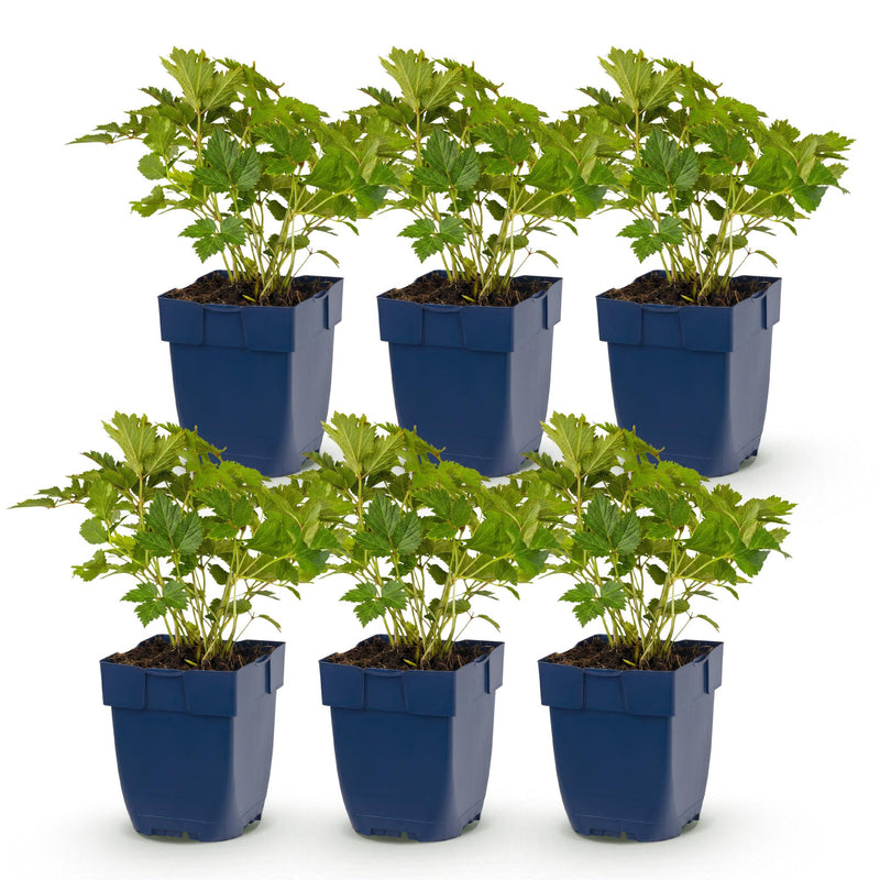 Green boutiQ - Vasteplant - Astilbe chin. Pumila - Pluimspirea - Schaduw - Paars - 6 Planten - Pot 11cm - Hoogte 15-25cm