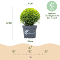 Green boutiQ - Buxus Bol - BetterBuxus Skylight - Resistant tegen Buxus Schimmel - 1 planten - pot 26cm bol 30cm