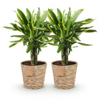 Green BoutiQ - Le vert, c'est... Plantes d'intérieur - Dracaena fragrans Golden Coast - Dragonnier - Entretien facile - avec panier - Vert - 2 Plantes - Pot 17cm - Hauteur 50-55cm