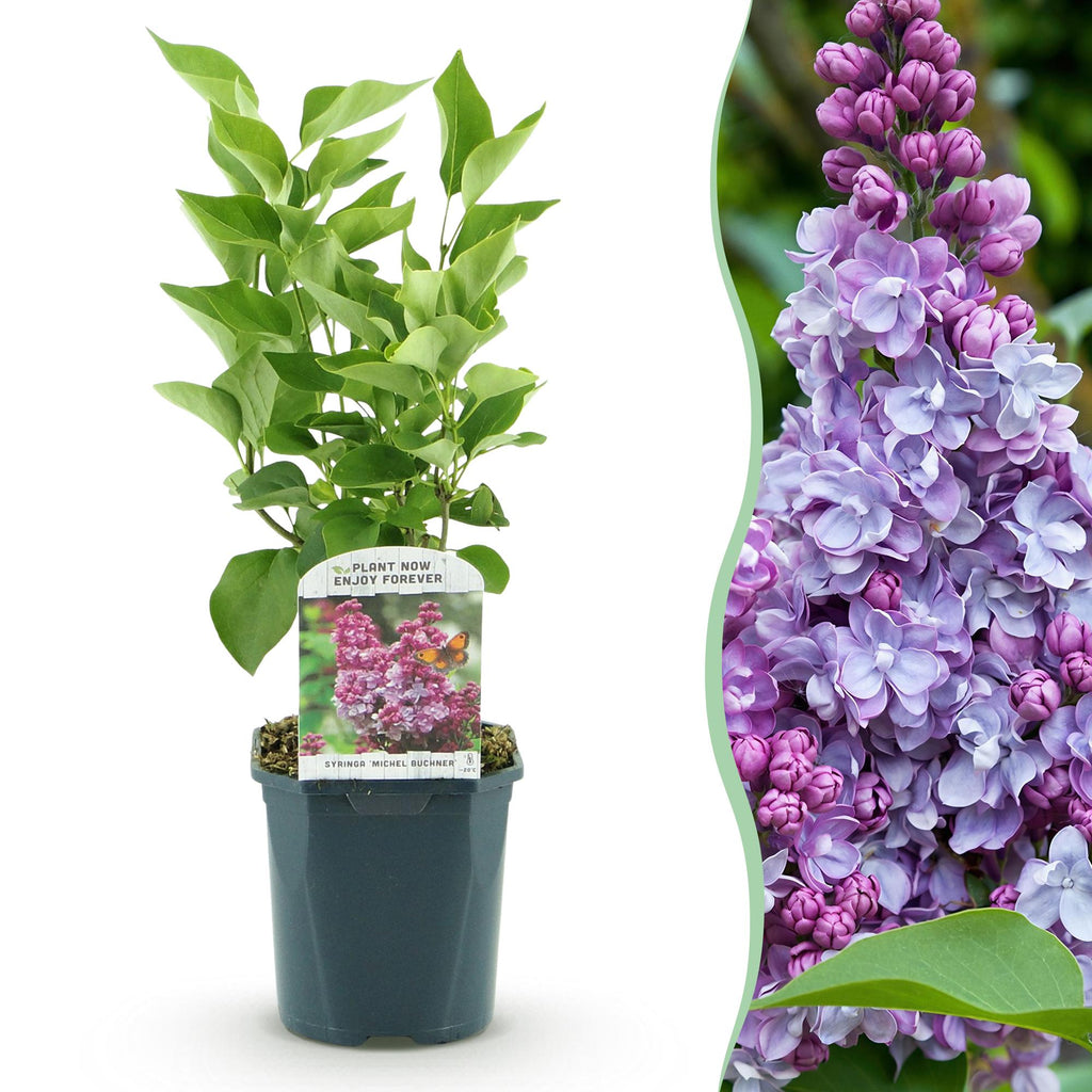 Green boutiQ - Plante de jardin - Syringa vulgaris Michel Buchner - Lilas commun - Rustique - Rose - 1 plante - Pot 17cm - Hauteur 45cm