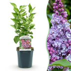 Green boutiQ - Plante de jardin - Syringa vulgaris Michel Buchner - Lilas commun - Rustique - Rose - 1 plante - Pot 17cm - Hauteur 45cm