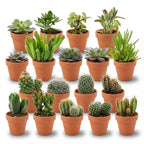 Mini-Kaktus- & Sukkulenten-Mix - 18 Stück - Ø 8,1 cm - Höhe: 5-10 cm - Terrakotta-Töpfe