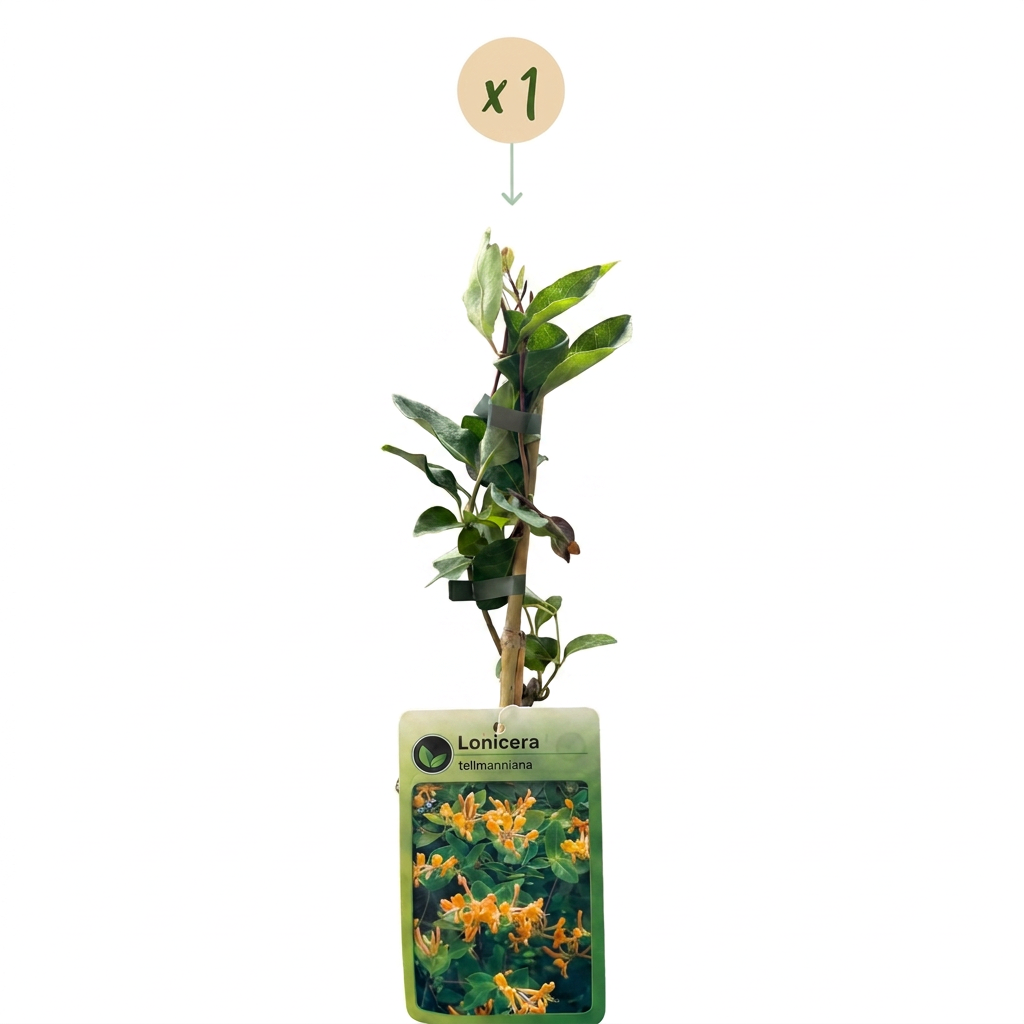 Lonicera tellmanniana - Tellmann's honeysuckle - Orange - Yellow - Climber - Ø9cm - ↕35cm
