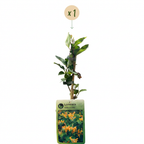 Lonicera tellmanniana - Chèvrefeuille de Tellmann - Orange - Jaune - Grimpante - Ø9cm - ↕35cm