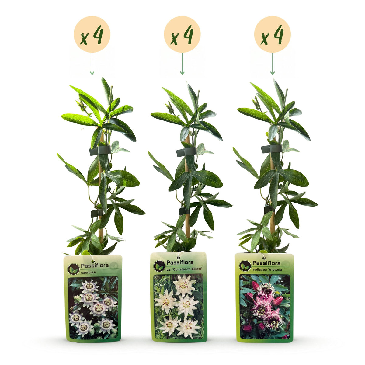 12x Passiflora Tricolour - Tricolour passion flower - White - Purple - Pink - Climber - Ø9cm - ↕35cm