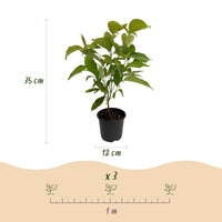 Green boutiQ - Tuinplant - Cornus mas - Bloem Geel - 1 Plant - Bladverliezend - Weinig Onderhoud - Pot 12cm Hoogte 35cm