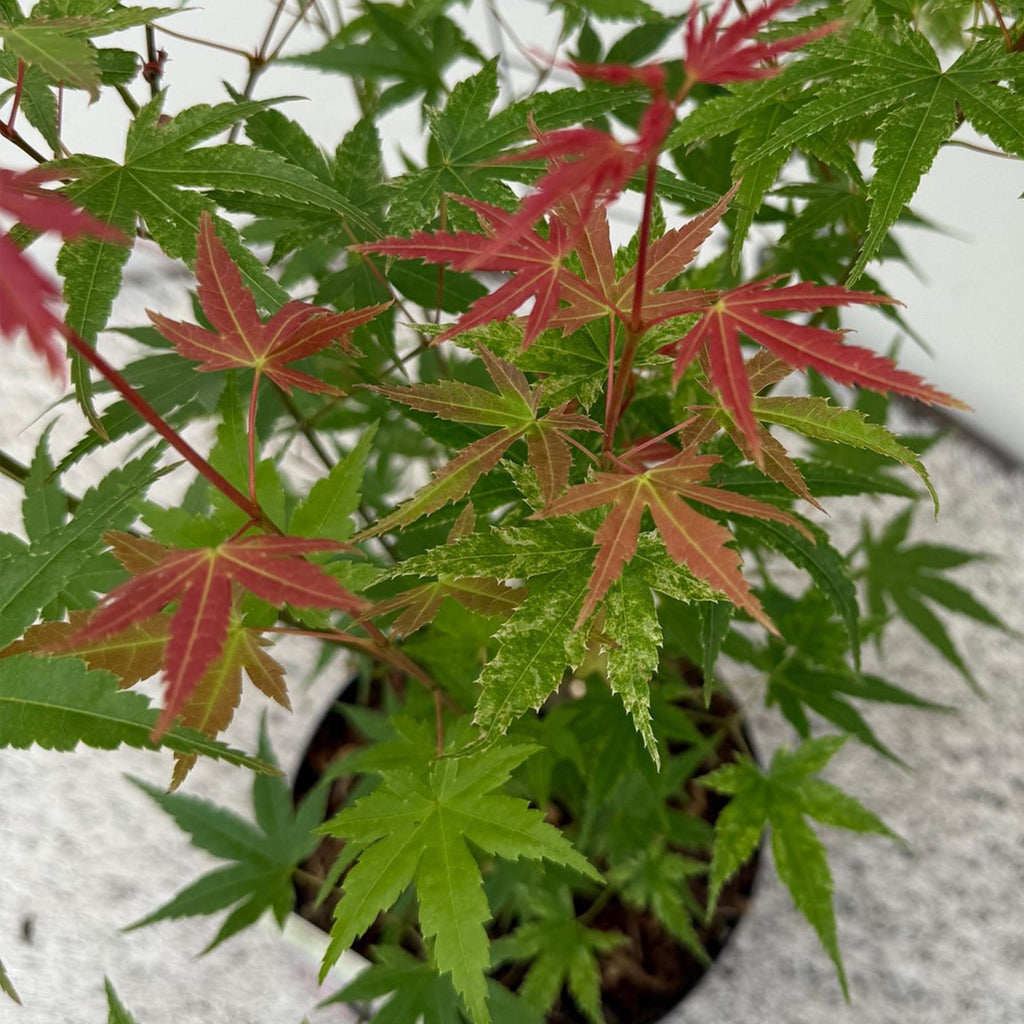 Green boutiQ - Plante de terrasse - Érable du Japon - Acer palmatum Phoenix - Rose - 2 plantes - Caduc - Pot 19cm Hauteur 70cm