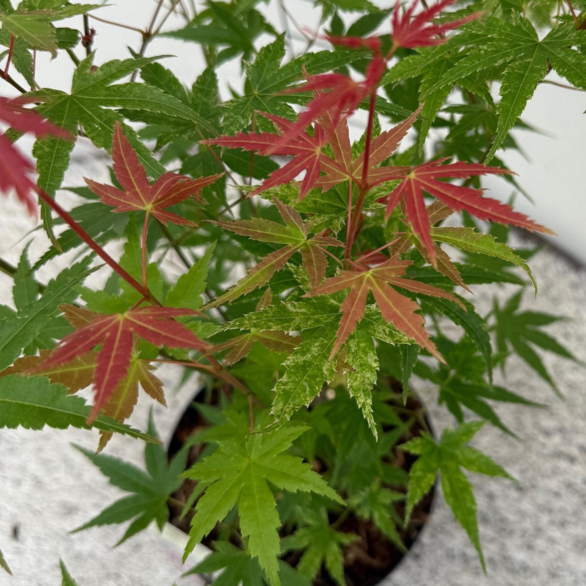 Green boutiQ - Plante de terrasse - Érable du Japon - Acer palmatum Phoenix - Rose - 2 plantes - Caduc - Pot 19cm Hauteur 70cm
