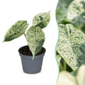 Alocasia Dragon Scale Mint Variegata - Alocasia Dragon Scale Mint Variegata - Green - Variegata - Tropical - Ø6cm - ↕12cm