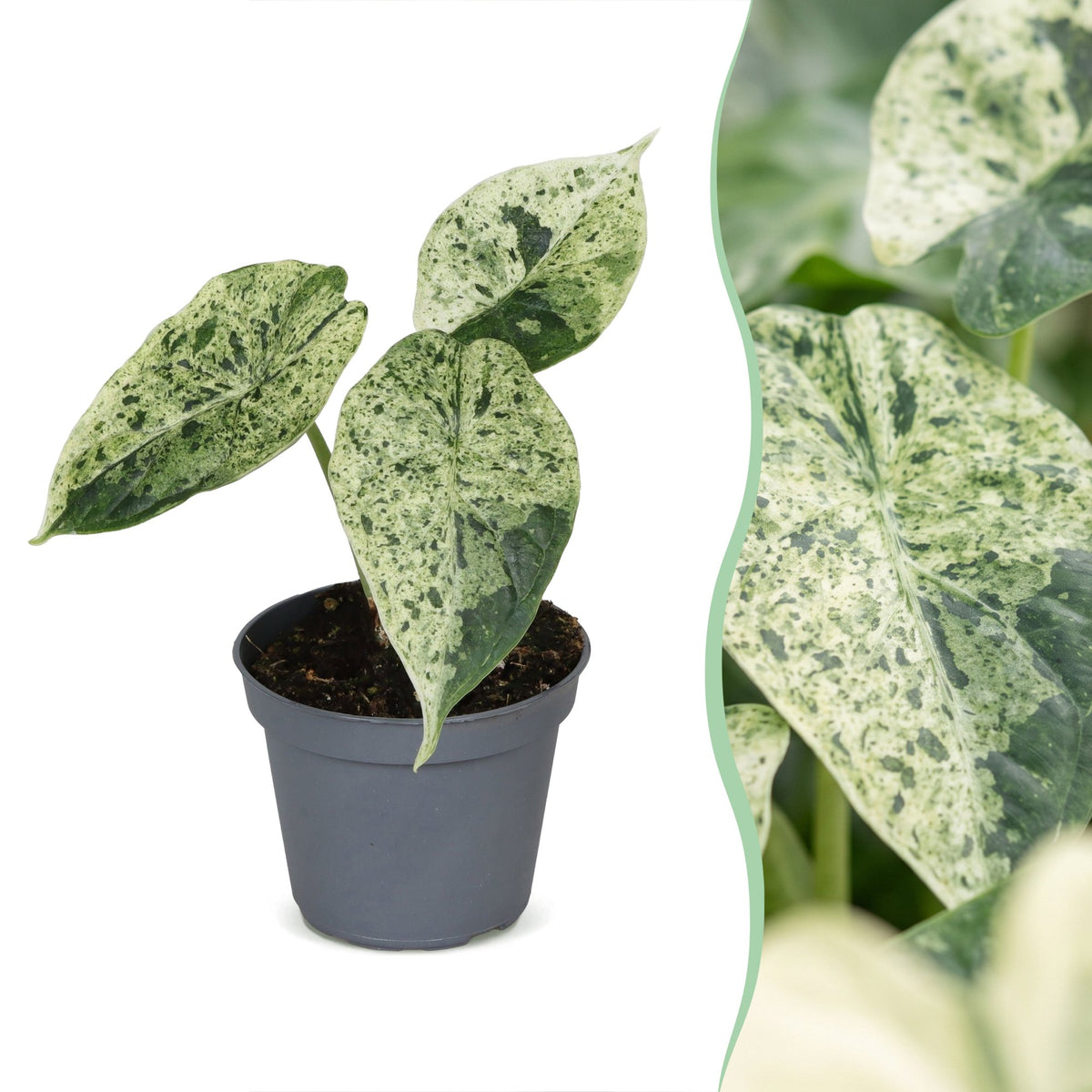Alocasia Dragon Scale Mint Variegata - Alocasia Dragon Scale Mint Variegata - Green - Variegata - Tropical - Ø6cm - ↕12cm