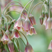 40x Allium Siculum - Siciliaanse honingklokje - Crème en Roze - Zomerbloeier - Bolmaat 10/12