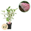 Green boutiQ - Hortensia paniculata - Hydrangea paniculata Vanille Fraise - Fleurs blanches et roses - 3 plantes pour 1 m² - Caduc - Grandes fleurs - Pot 17 cm - Hauteur 50 cm