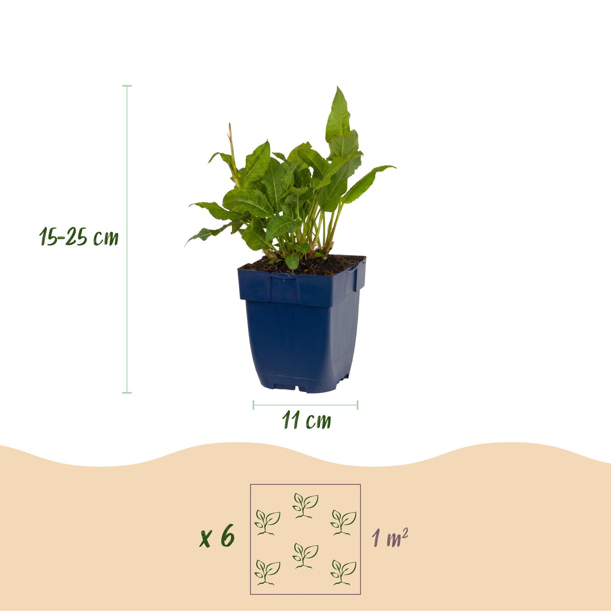 Green boutiQ - Plante vivace - Persicaria ampl. Rosea - Renouée - Ombre - Rose - 1 Plante - Pot 11cm - Hauteur 15-25cm