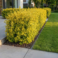 Green boutiQ - 40x Ligustrum ovalifolium Aureum - Bontbladige Liguster - Haagplanten - Groenblijvend - Bont - Pot 9cm - Hoogte 35-45cm
