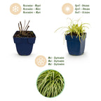 Green boutiQ - Gräser - Carex oshimensis Evergold - Japan-Segge - Immergrün - Gelb-Grün - 12 Pflanzen - Topf 11cm - Höhe 15-25cm
