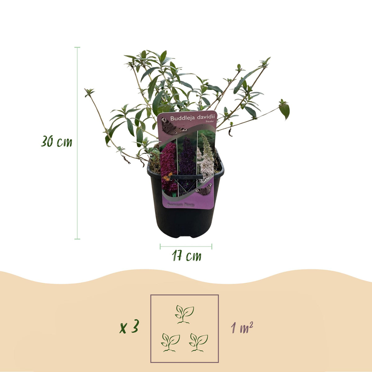 Green boutiQ - Arbre aux papillons - Buddleja davidii Tricolour - Fleurs roses, blanches et violettes - 1 plante - Caduc - Attire les papillons - Pot 17cm Hauteur 30cm
