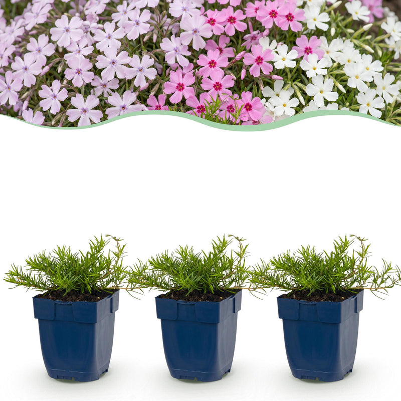 Green boutiQ - Vasteplant - Phlox Tricolour - Vlambloem - Bodembedekkend - Paars - Roze - Wit - 12 Planten - Pot 11cm - Hoogte 15-25cm