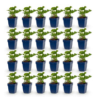 Green boutiQ - Vasteplant - Persicaria ampl. Alba - Duizendknoop - Schaduw - Wit - 24 Planten - Pot 11cm - Hoogte 15-25cm