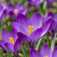 200x Crocus Ruby Giant - Krokus - Paars - Verwilderingsbol - Bolmaat 5/+