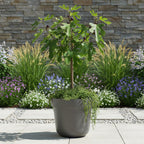 Green boutiQ - Stämmchen - Ficus carica Little Miss Figgy - Terrassenpflanze - Laubabwerfend - Winterhart - Grüne Frucht - Topf 19 cm Höhe 90 cm