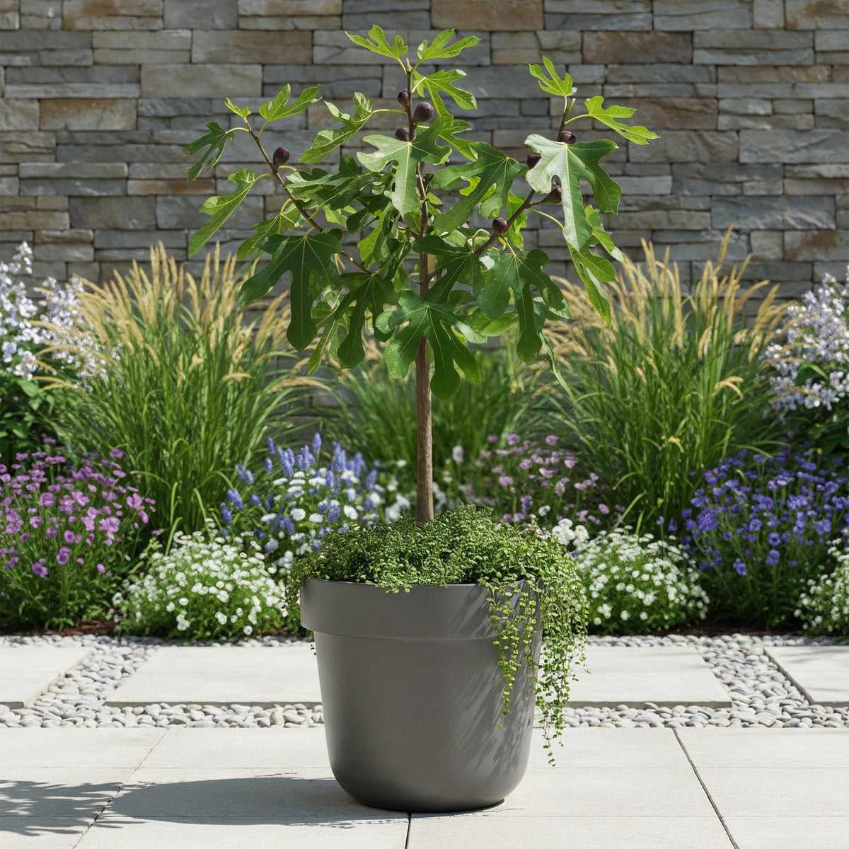 Green boutiQ - Stämmchen - Ficus carica Little Miss Figgy - Terrassenpflanze - Laubabwerfend - Winterhart - Grüne Frucht - Topf 19 cm Höhe 90 cm