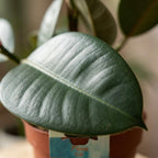 Green boutiQ - Plante d'intérieur - Plante en caoutchouc - Ficus Elastica Cloe - Vert - Peu d'entretien - 1 plante - Pot 19cm - Hauteur 65cm