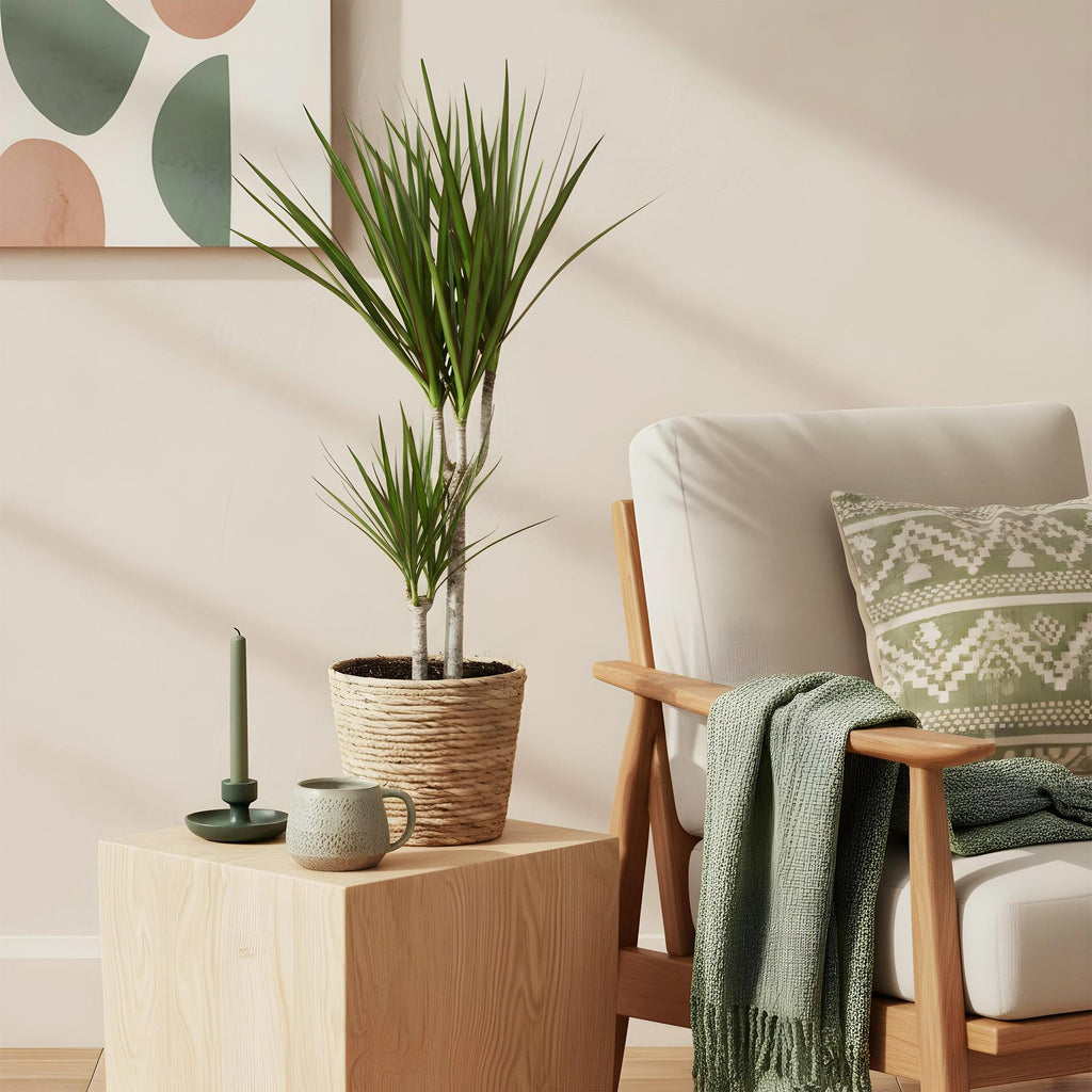 Green BoutiQ - Green is... Plantes d'intérieur - Dracaena Marginata - Dragonnier - Peu d'entretien - avec panier - Vert - 2 plantes - Pot 17cm - Hauteur 70-80cm