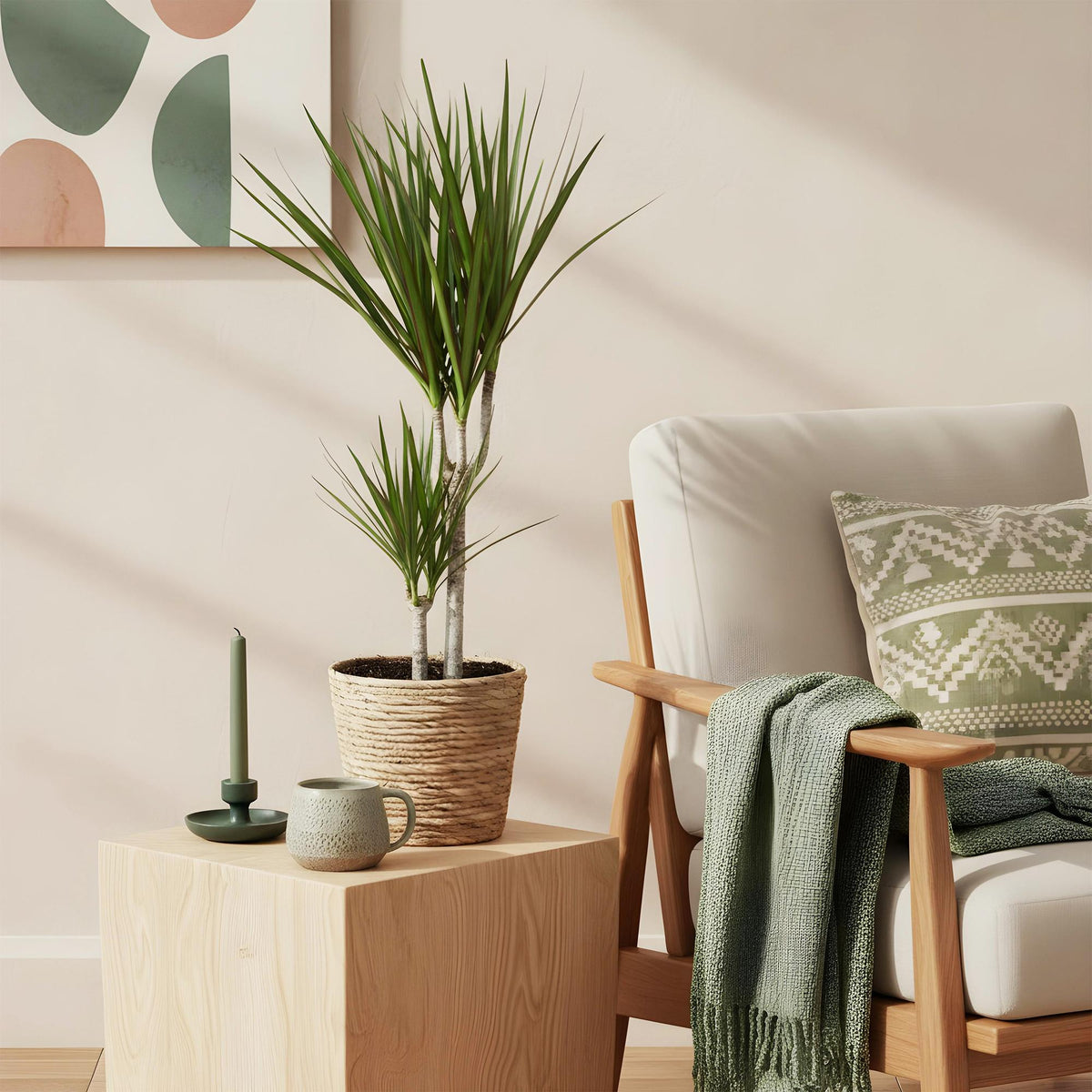 Green BoutiQ - Green is... Plantes d'intérieur - Dracaena Marginata - Dragonnier - Peu d'entretien - avec panier - Vert - 2 plantes - Pot 17cm - Hauteur 70-80cm