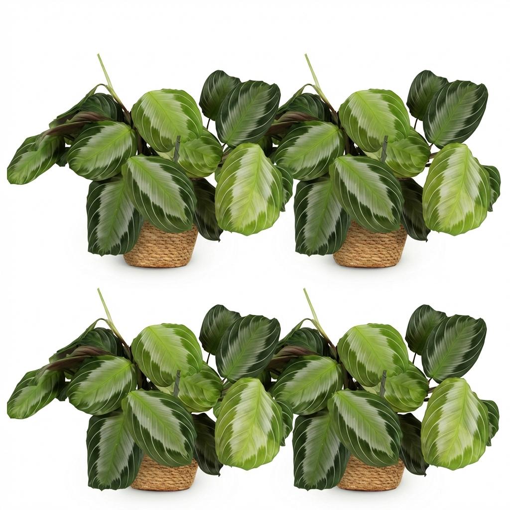 Green boutiQ - Zimmerpflanze - Maranta Fascinator Silverband - Gebetspflanze - Haustierfreundliche Pflanze - Grün - 4 Pflanzen - mit Korb - Topf 12cm - Höhe 25cm