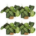 Green boutiQ - Zimmerpflanze - Maranta Fascinator Silverband - Gebetspflanze - Haustierfreundliche Pflanze - Grün - 4 Pflanzen - mit Korb - Topf 12cm - Höhe 25cm