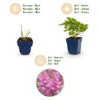 Green boutiQ - Stauden - Astilbe chin. Pumila - Prachtspiere - Schatten - Violett - 3 Pflanzen - Topf 11 cm - Höhe 15-25 cm