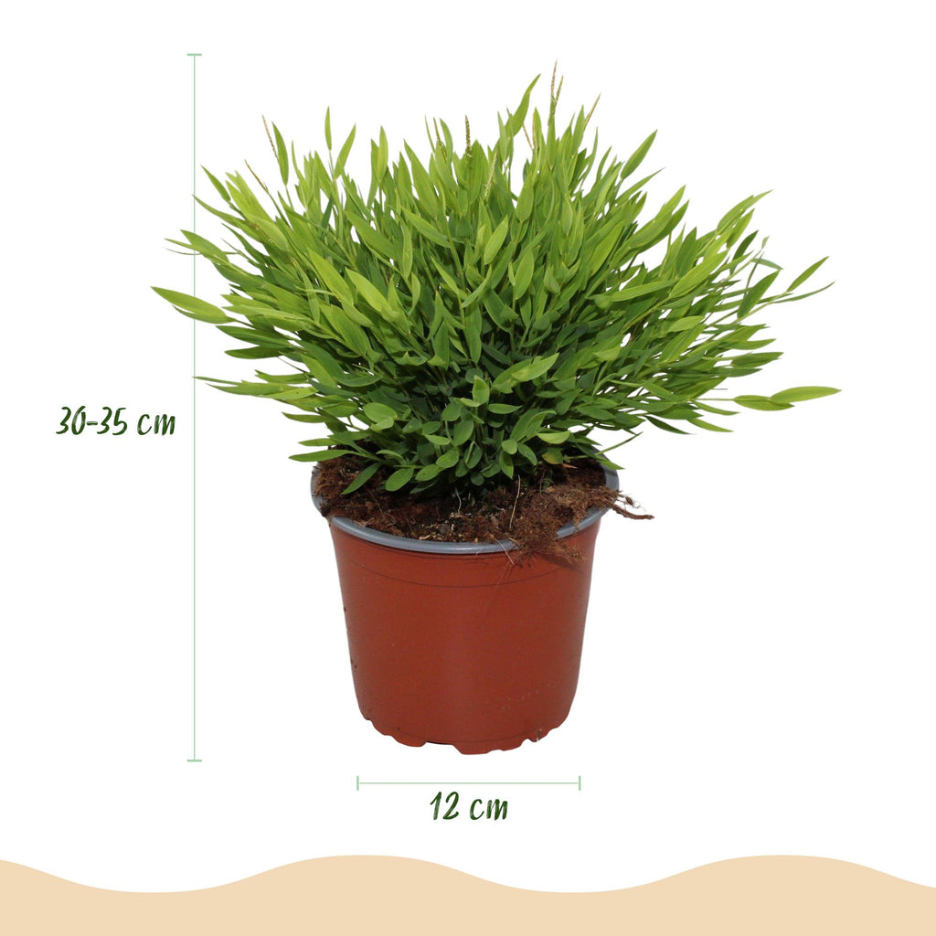 Green boutiQ - Zimmerpflanze - Bambusa Pogonatherum Monica - Bambusgras - Haustierfreundliche Pflanze - Grün - 4 Pflanzen - mit Topf Grau - Topf 12cm - Höhe 20cm