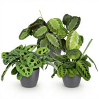 Green boutiQ - Zimmerpflanze - Marantha Silverband, Marantha Lemon Lime, Marantha Kerchoveana - Gebetspflanze - Haustierfreundliche Pflanze - Grün - 3 Pflanzen - mit grauem Übertopf - Topf 12 cm - Höhe 25 cm