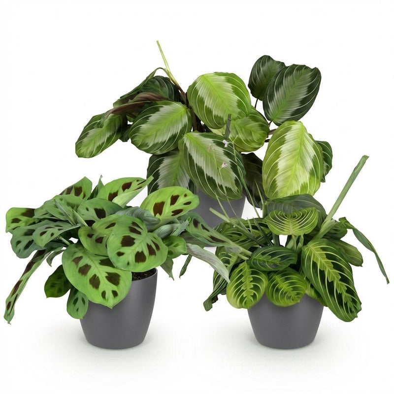 Green boutiQ - Kamerplant - Marantha Silverband, Marantha Lemon Lime Marantha Kerchoveana - Gebedsplant - Huisdiervriendelijke Plant - Groen - 3 Planten - met Potter Grijs - Pot 12cm - Hoogte 25cm