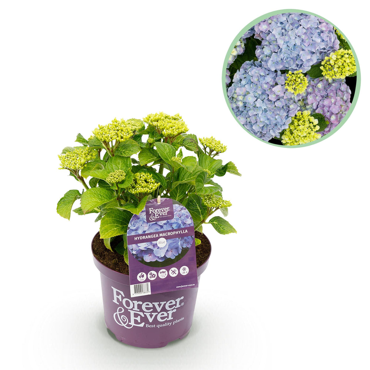 Green boutiQ - Plante de terrasse - Hortensia - Hydrangea Forever & Ever - Bleu - 7-12 fleurs - Pot 23 cm Hauteur 55 cm